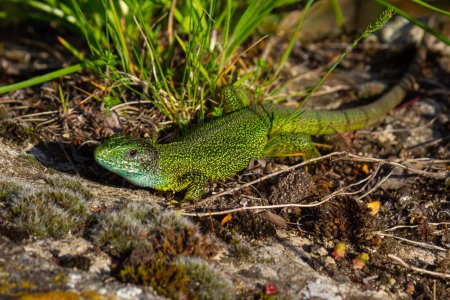 Lagarto verde europeo Lacerta viridis emergiendo de la hierba exponiendo sus hermosos colores.