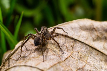 Nahaufnahme einer Pardosa milvina-Spinne auf einem Blatt im Garten.