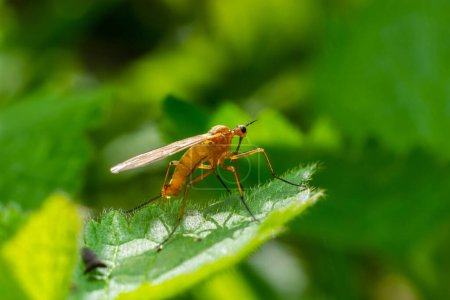 Amarillo mosca-escorpión en una brizna de hierba en un entorno natural, bosque, luz solar de verano.
