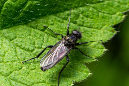 Bibio marci is a fly from the family Bibionidae called March flies and lovebugs. Larvae of this insects live in soil and damaged plant roots.