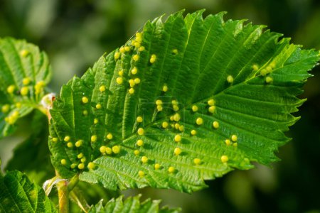 Leaves with gall mite Eriophyes tiliae. A close-up photograph of a leaf affected by galls of Eriophyes tiliae. High quality photo