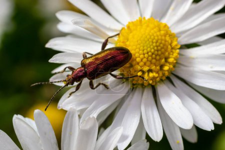 Téléchargez les photos : Un scarabée aquatique à longues antennes Donacia reticulata, Famille Chysomelidae. - en image libre de droit