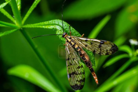 Gros plan sur une scorpionfly allemande, Panorpa germanica assise sur une feuille verte.