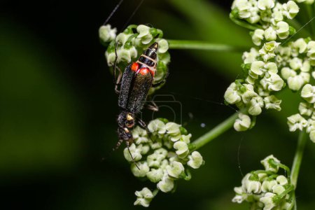 A macro shot of a malachite beetle Malachius bipustulatus seen on a grass flower head in May.