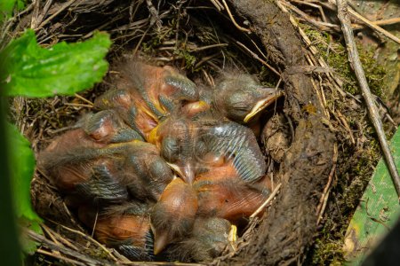 Vogelbabys im Nest und Misteldrosseln. Drosseln.