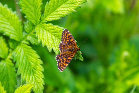 Foto de The heath fritillary butterfly Melitaea athalia (en inglés). Hermosa mariposa fritillaria en el prado. - Imagen libre de derechos