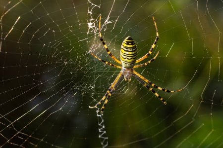 Primer plano de argiope rayado exótico bruennichi orbe web spider sentado en telaraña contra fondo borroso en el día.