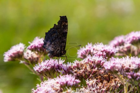 Mariposa aglais io con grandes manchas en las alas se sienta en un prado de aciano
.