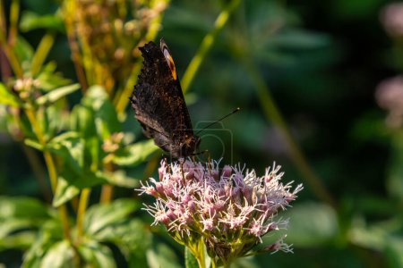 Papillon aglais io avec de grandes taches sur les ailes se trouve sur une prairie de bleuets
.
