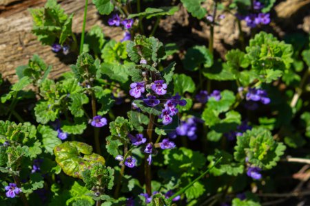 Beautiful Natural Herbal Blue Flowers Glechoma Hederacea Growing On Meadow In Springtime Close Up.