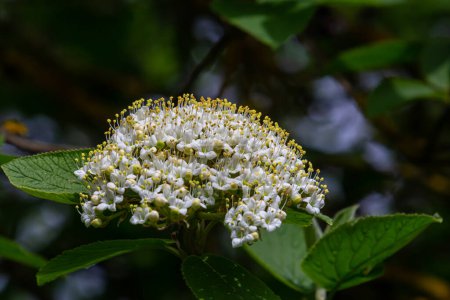 Weiße Blütenstände auf einem Zweig einer Pflanze namens Viburnum lantana Aureum in Nahaufnahme.