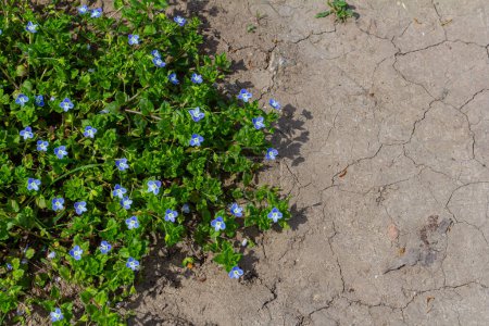 Closeup on the brlliant blue flowers of germander speedwell, Veronica chamaedrys.