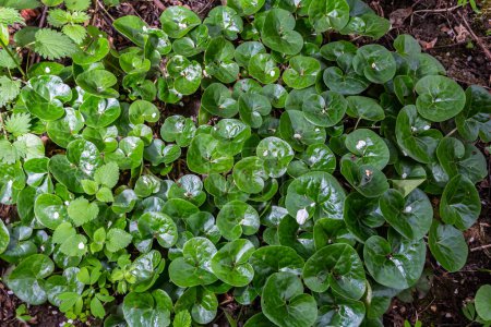Shiny green foliage from wild ginger plants, Asarum europaeum.