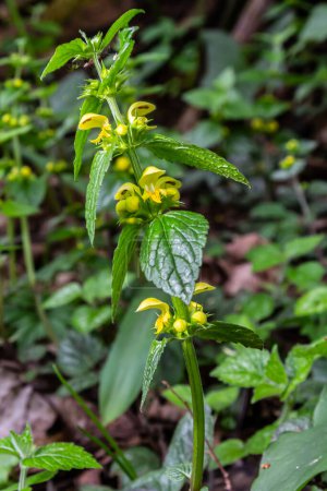 Yellow archangel plant Lamium galeobdolon with flowers and green leaves with white stripes, growing in a forest - Image