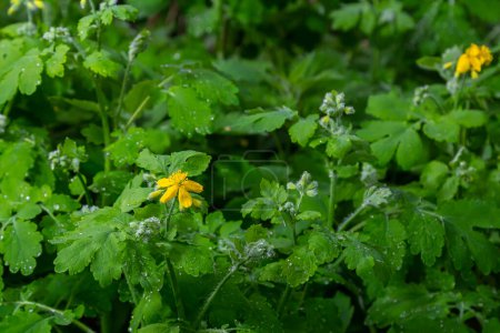 Greater Celandine, yellow wild flowers, close up. Chelidonium majus is poisonous, flowering, medicinal plant of the family Papaveraceae. Yellow-orange opaque sap of Tetterwort plant cures warts.