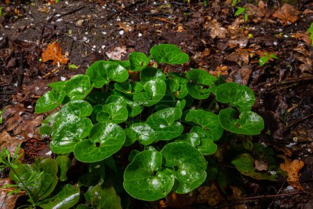 Shiny green foliage from wild ginger plants, Asarum europaeum.