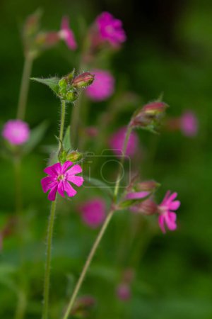 Silene dioica Melandrium rubrum, known as red campion and red catchfly, is a herbaceous flowering plant in the family Caryophyllaceae. Red campion.