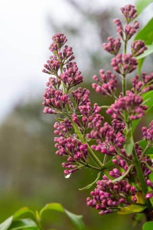 Syringa vulgaris lila común que florece con flores dobles violeta-púrpura rodeadas de hojas verdes en primavera.