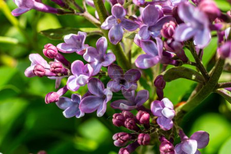 Flieder Syringa vulgaris blüht mit violett-violetten Doppelblüten, die im Frühling von grünen Blättern umgeben sind.