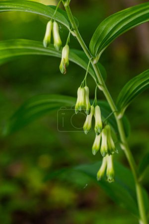 Téléchargez les photos : Polygonatum multiflorum flower in meadow, close up . - en image libre de droit
