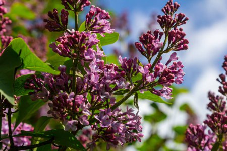 Common Lilac Syringa vulgaris blooming with violet-purple double flowers surrounded with green leaves in spring.