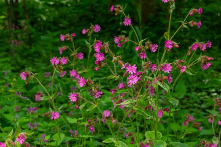 Beautiful red to pink campion. Rote Nichtnelke. Compagnon rouge. Silene dioica.
