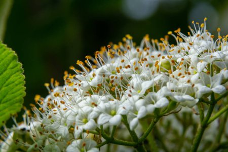 White inflorescence of on a branch of a plant called Viburnum lantana Aureum close-up.