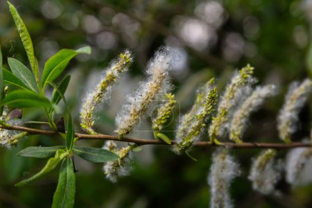 Téléchargez les photos : Salix atrocinerea. Gros plan d'une branche de salce Jack avec les chatons femelles matures, les graines et les feuilles. - en image libre de droit