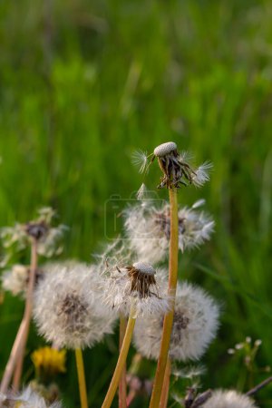 Flor de diente de león en el prado sobre un fondo de hierba verde. Cabeza de semilla de diente de león, primer plano.