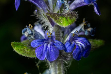 Eine Nahaufnahme blauer Blüten von Ajuga reptans Atropurpurea im Frühling .