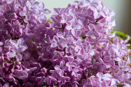 Common Lilac Syringa vulgaris blooming with violet-purple double flowers surrounded with green leaves in spring.