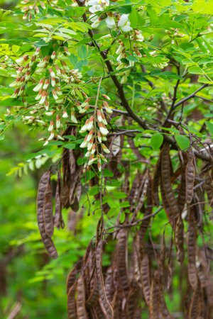 Las flores encantadoras de Robinia Pseudoacacia flor. Langosta negra alias Acacia falsa, flores floreciendo. Temporada de primavera