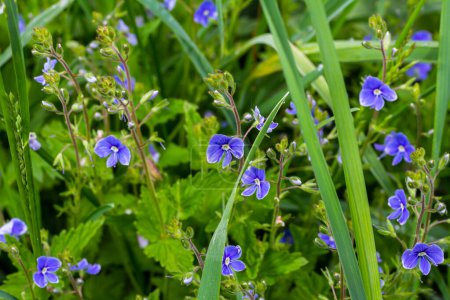 Sommer Hintergrund mit blauen Blumen Veronica chamaedrys. Blaue Blume blüht auf grünem Gras, Frühling Hintergrund.
