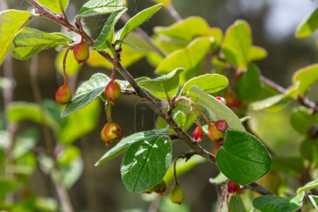 Cotoneaster integerrimus fruits rouges d'automne et feuilles vertes sur les branches, baies poilues mûrissantes, feuilles vertes
.