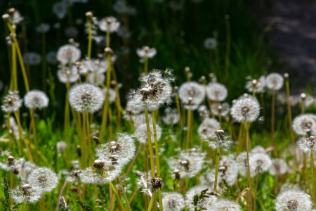 White fluffy dandelion flowers in grassy field with blurred background.