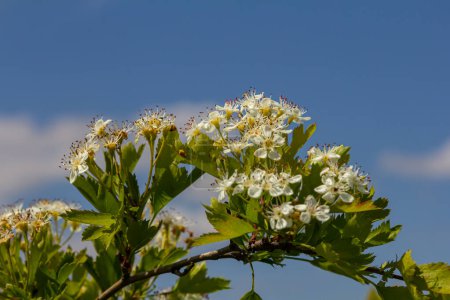 Weiße Crataegus-Blüten aus nächster Nähe im Sonnenlicht.