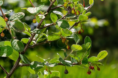 Cotoneaster integerrimus fruits rouges d'automne et feuilles vertes sur les branches, baies poilues mûrissantes, feuilles vertes
.