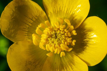 Close-up of Ranunculus repens, the creeping buttercup, is a flowering plant in the buttercup family Ranunculaceae, in the garden.