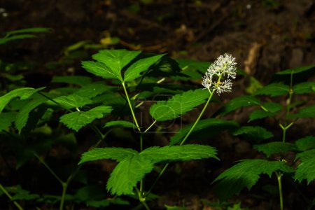 Photo for Flower of a Eurasian baneberry or herb Christopher Actaea spicata a European wild flower. - Royalty Free Image