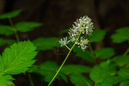 Photo for Eurasian baneberry with flower, Actaea spicata. - Royalty Free Image