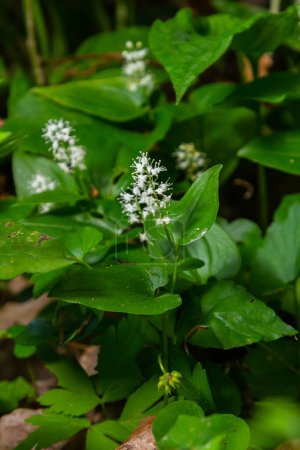 Maianthemum bifolium or false lily of the valley or May lily is often a localized common rhizomatous flowering plant. Growing in the forest.