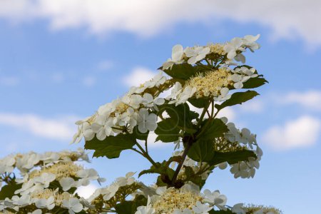 Viburnum blüht. Schöne Makroaufnahme weißer Blütentrauben von Zierpflanzen.