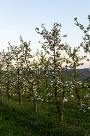 apple trees in the spring in the orchard, young apple trees on a plantation in the countryside.
