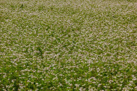 buckwheat flower on the field.