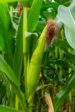 corn cob on a field in summer.
