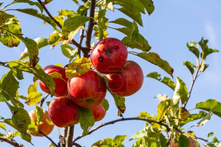 A Stack Of apple scab Diseases and Symptoms with Apple trees.