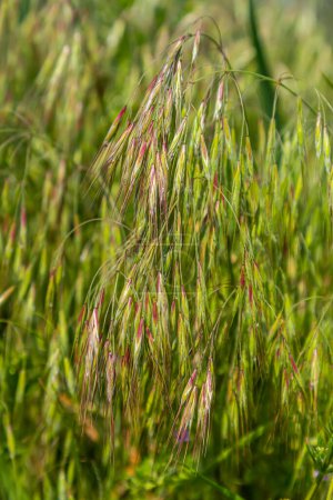 The plant Bromus sterilis, anysantha sterilis, or barren brome belongs to the Poaceae family at the time of flowering. wild cereal plant Bromus sterilis, anysantha sterilis..