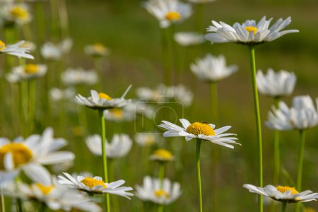 Wild daisy flowers growing on meadow, white chamomiles. Oxeye daisy, Leucanthemum vulgare, Daisies, Dox-eye, Common daisy, Dog daisy, Gardening concept.