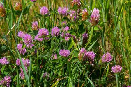 Trifolium pratense, trèfle rouge. Recueillir des fleurs précieuses fn la prairie en été. Plantes médicinales et à miel, fourrages et herbes sauvages médicalement sculptées en médecine populaire.