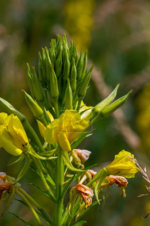 Yellow evening primrose Oenothera biennis, medicine plant for cosmetics, skin care and eczema.